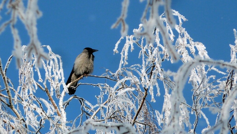 Гугл картинки. 