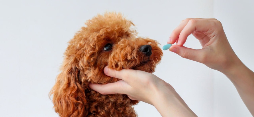 Бравекто, симпарика, капли или ошейник? Выбираем средство от клещей.