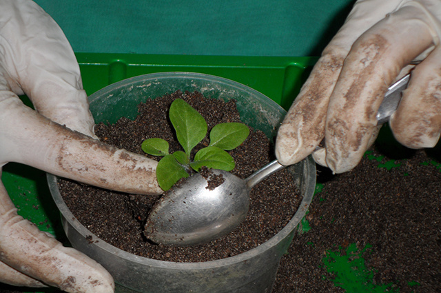 Гранулированная древесная зола