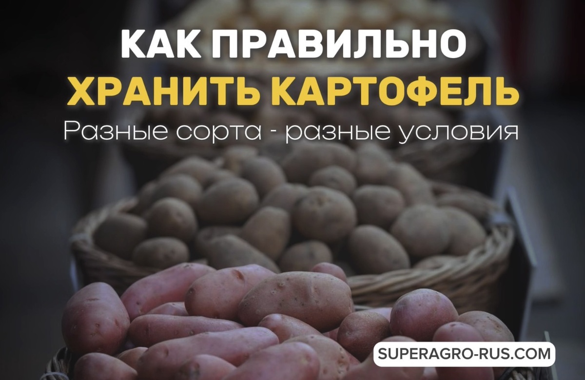 Как хранить картофель 