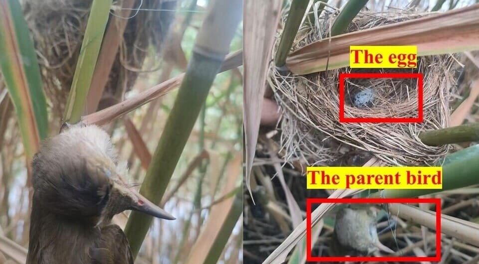   Laikun Ma et al. / Ecology and Evolution, 2026