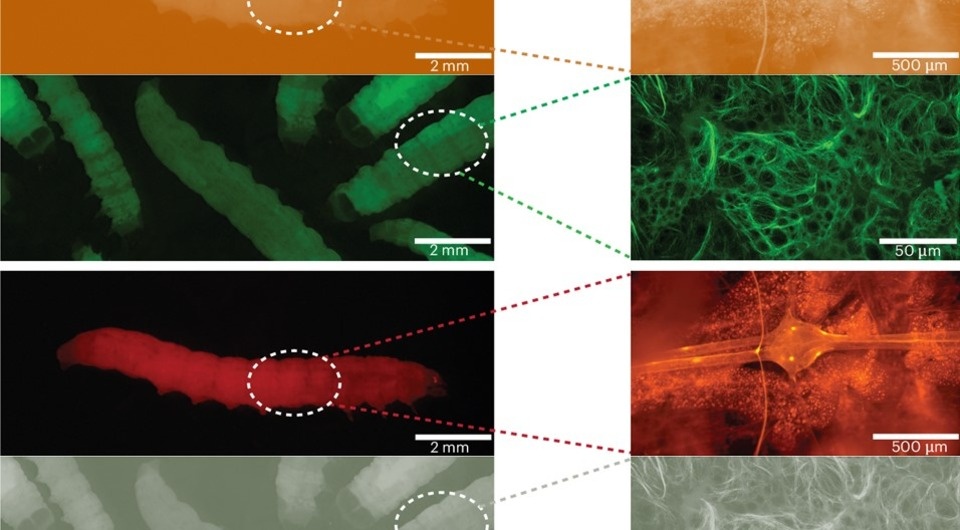   James Pearce et al. / Lab Animal, 2026