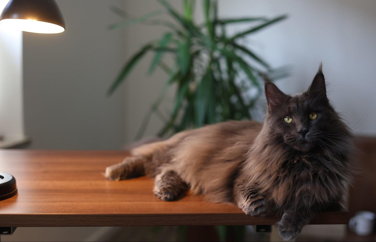    Полидактилия у мейн-кунов — генетическая мутация, которая не влечет за собой проблем со здоровьем