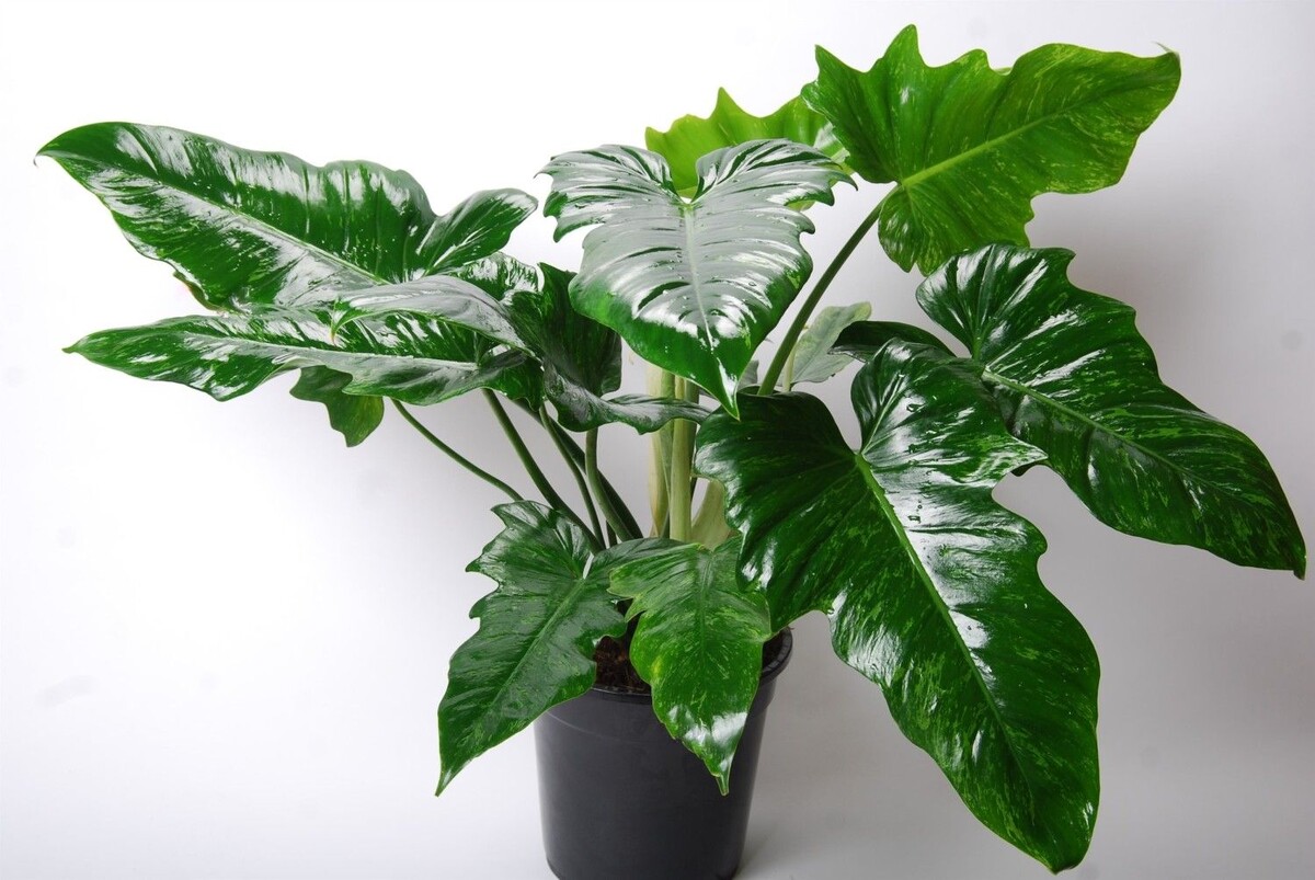 филодендрон