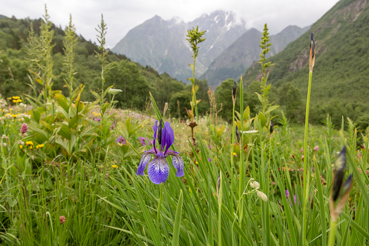 Дикий ирис на фоне горного пейзажа 