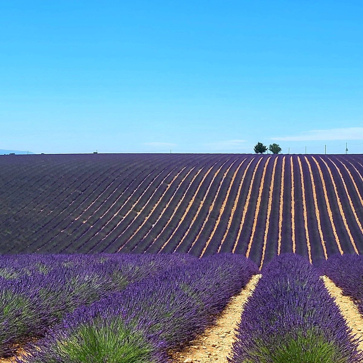 Два дерева в полях лаванды. Фото автора