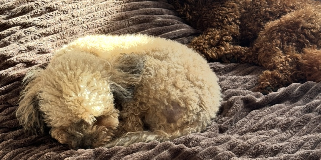 Почему пудель просится в кровать и что с этим делать?