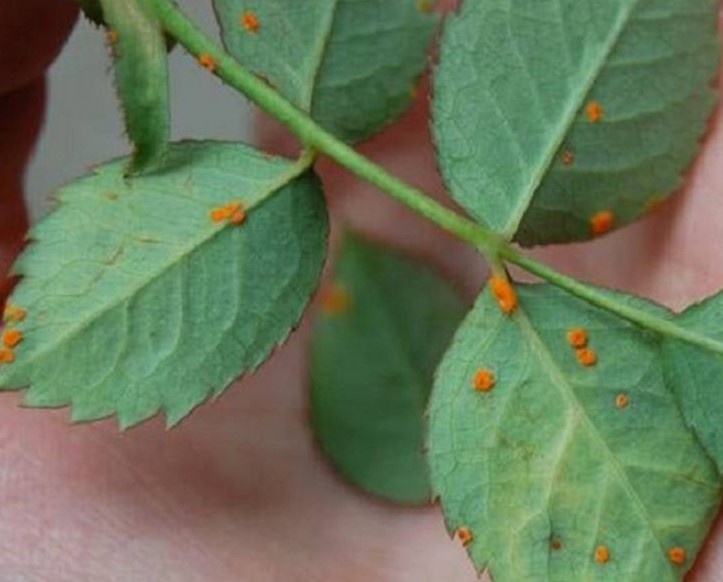 Первичное заражение розы ржавчиной.