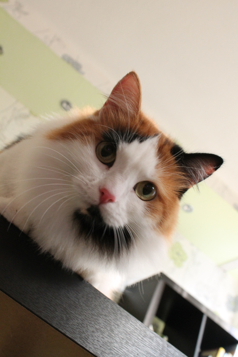 Муся. Фото автора