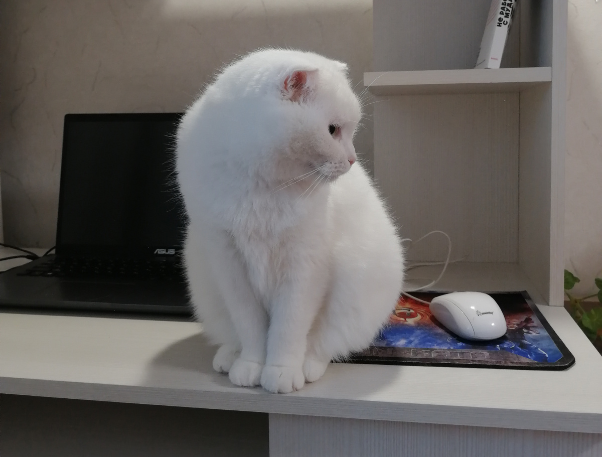 Азура. Фото автора.