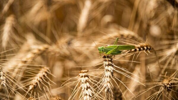    © РИА Новости Крым . Дмитрий Макеев