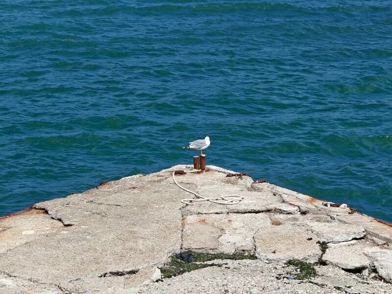    Фото: Юрий Серебренников/BFM Кубань