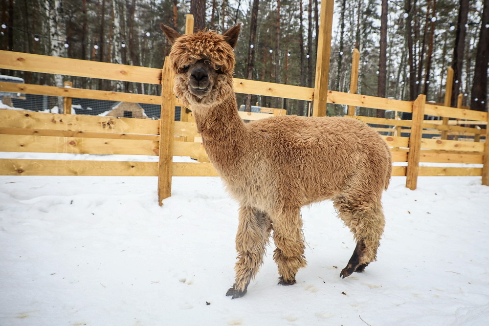    Фото: Ростислав Нетисов, nsknews.info