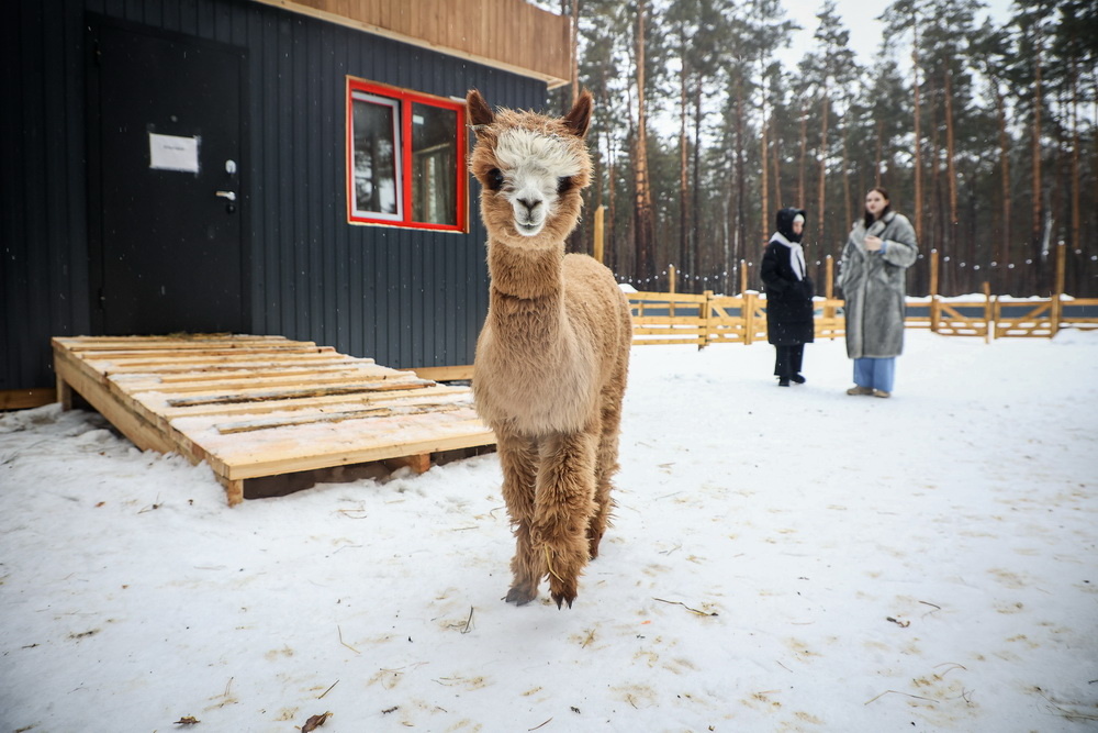    Фото: Ростислав Нетисов, nsknews.info