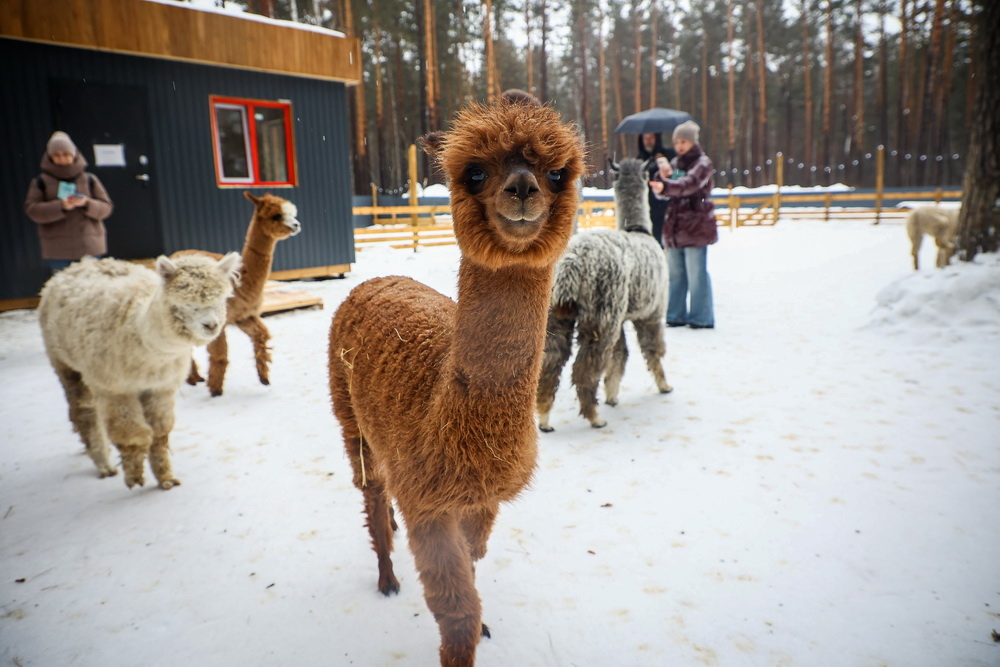    Фото: Ростислав Нетисов, nsknews.info