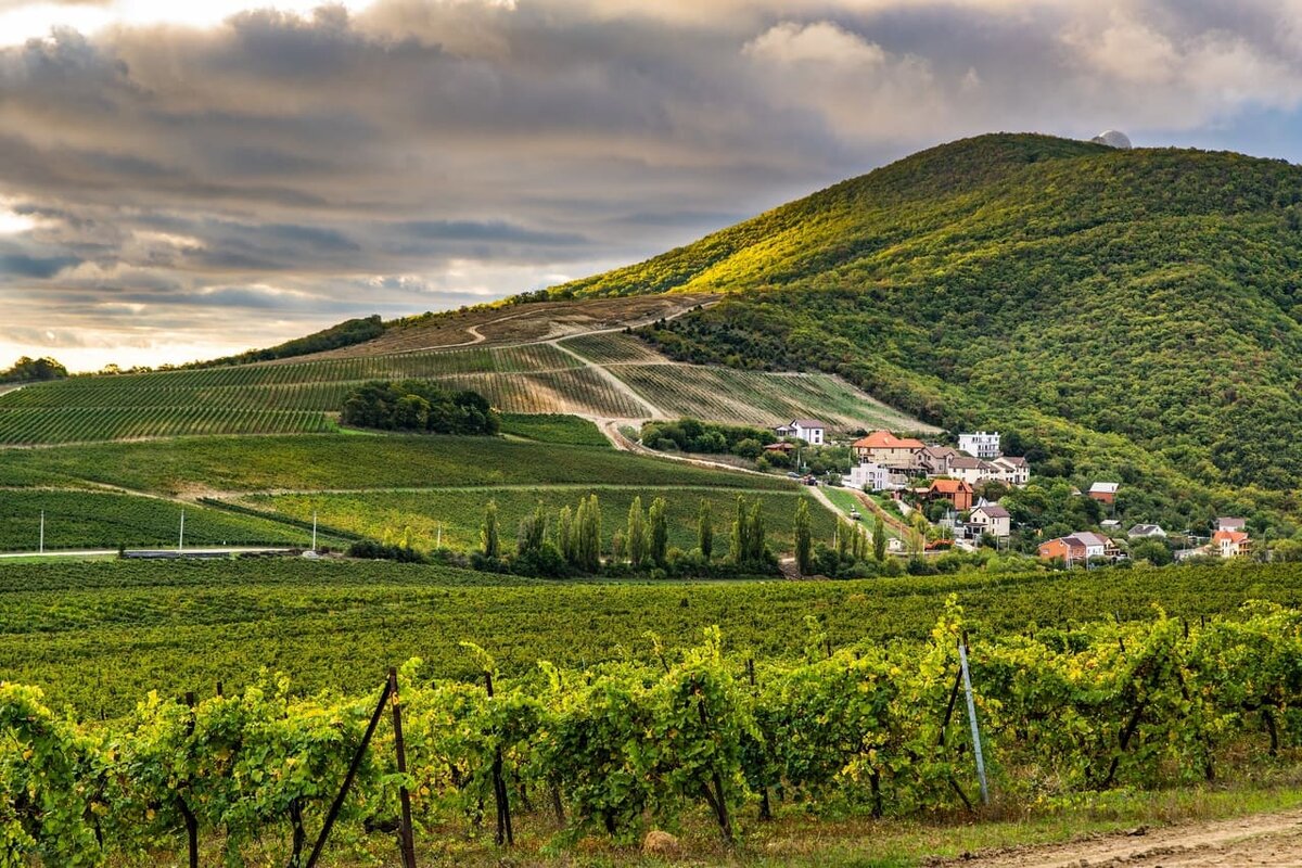 Винодельня «Шато Пино»