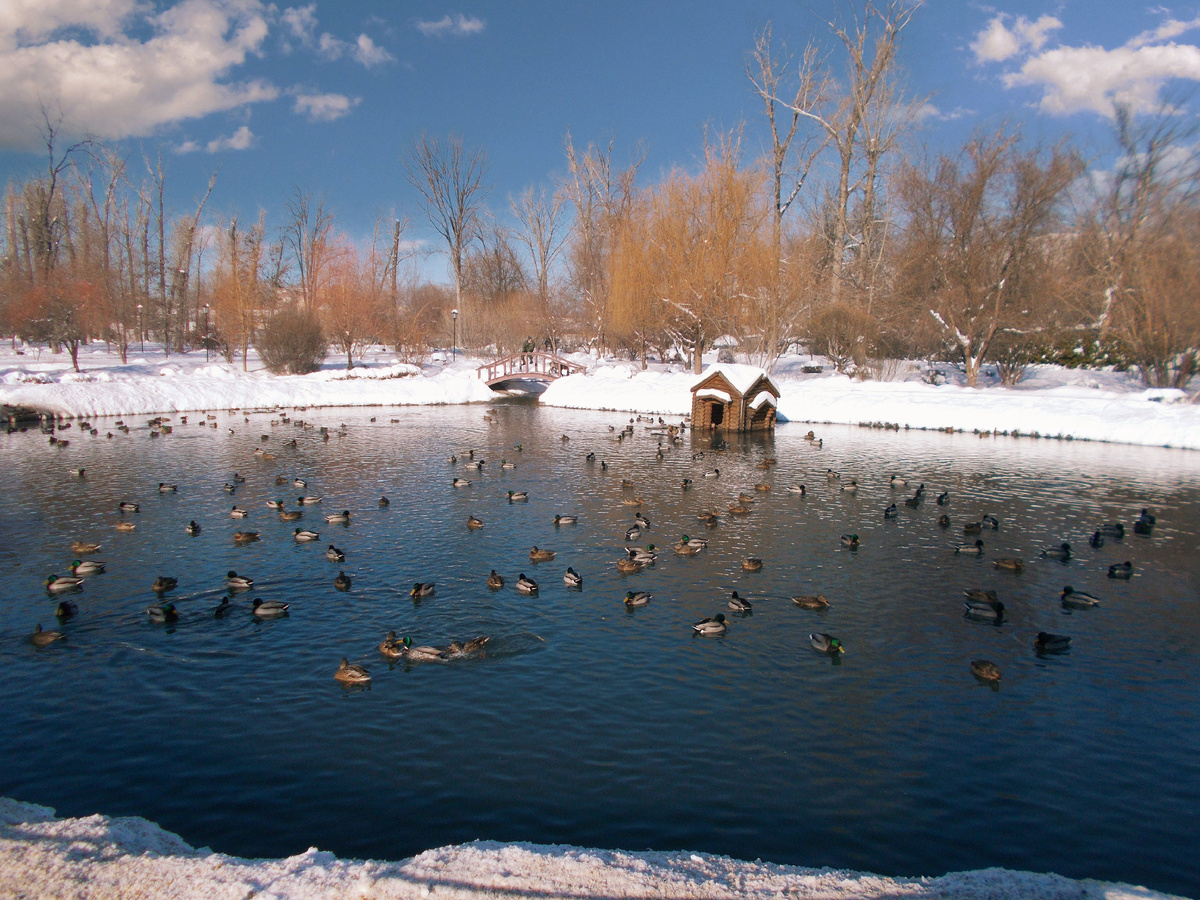 Озеро парка зимой имеет свою красоту.