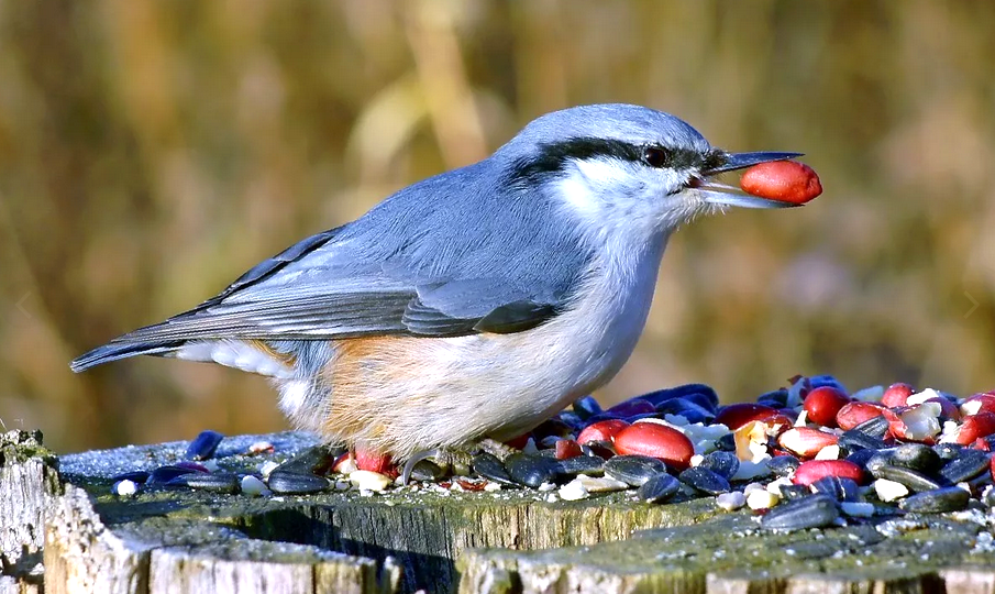 Обыкновенный поползень