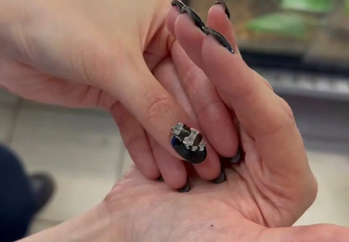    Фото: скриншот видео Ленинградского зоопарка