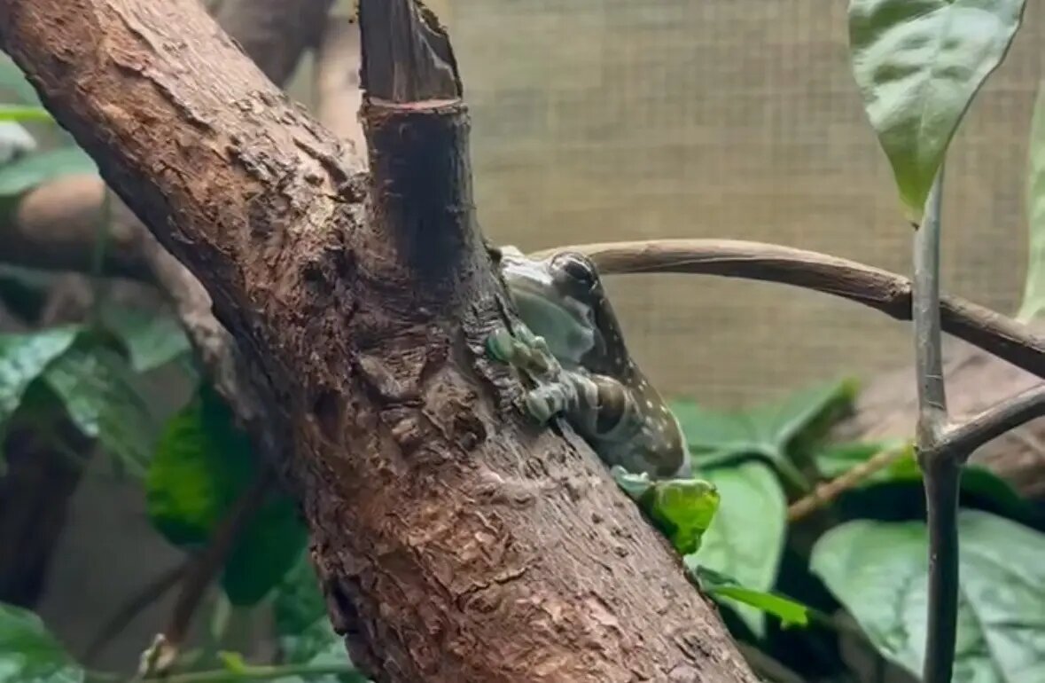    Фото: скриншот видео Ленинградского зоопарка