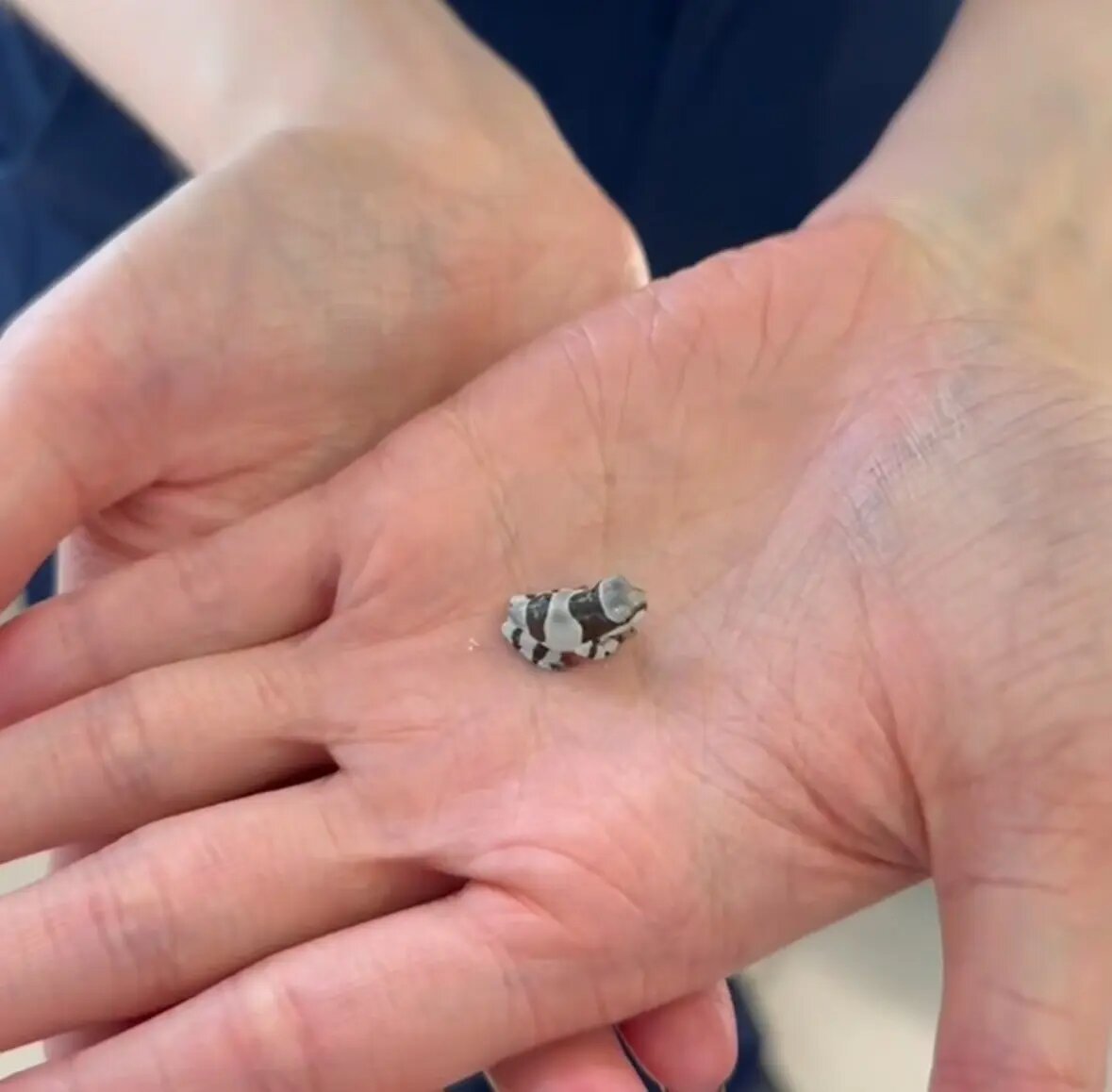    Фото: скриншот видео Ленинградского зоопарка