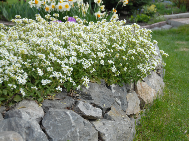 Арабисы, или резухи: неприхотливые красавцы для солнца и полутени