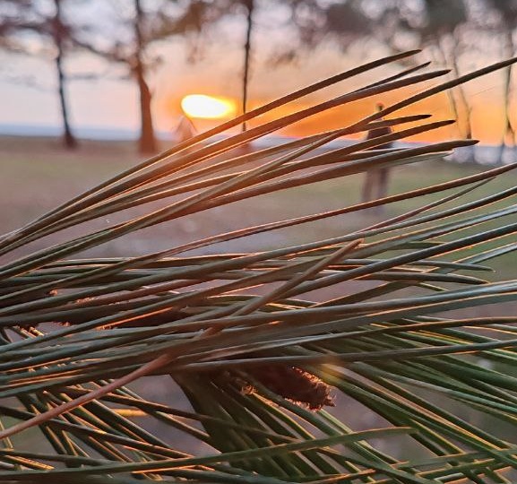 Пицундская сосна — лекарство от всех болезней