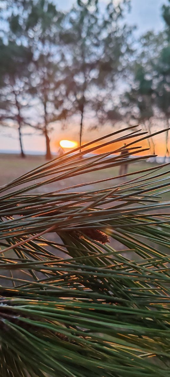 Вечер в Пицунде