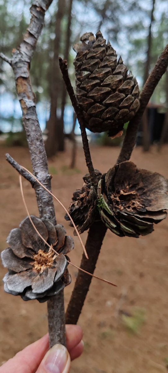 Ветка сосны