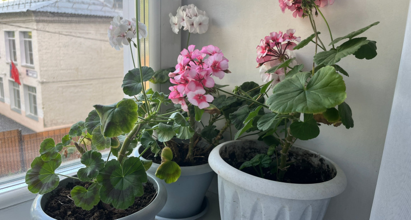    Фото: progorod43.ru