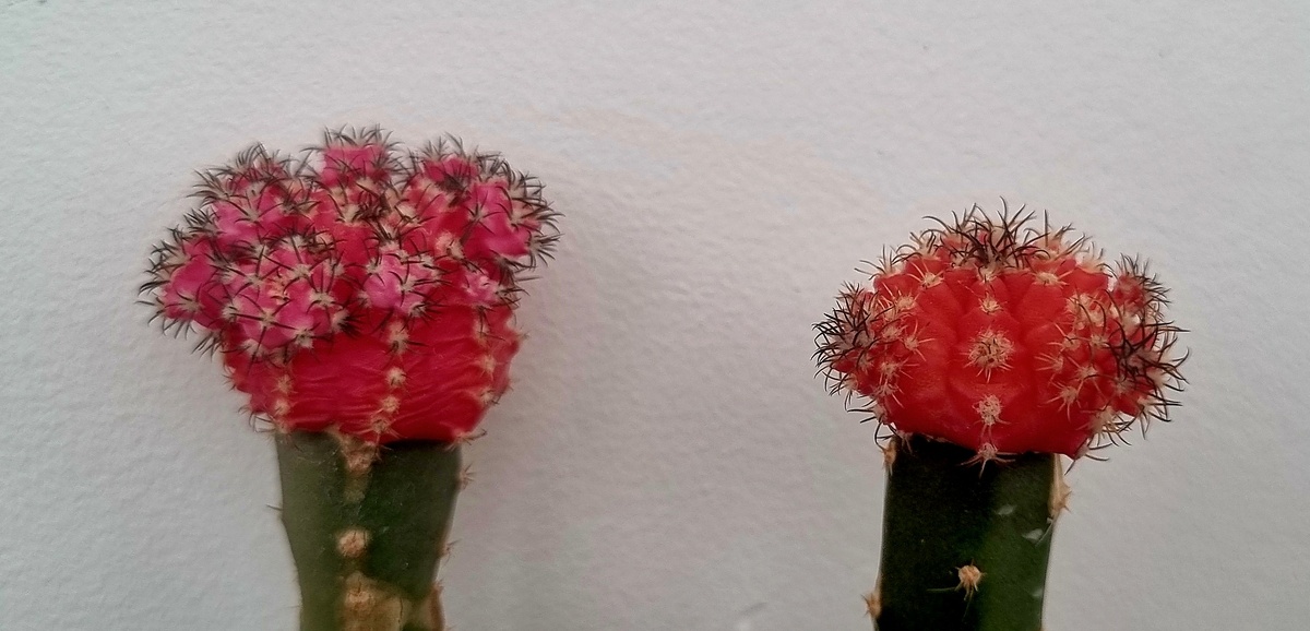 Бесхлорофильные гимнокалициумы. 