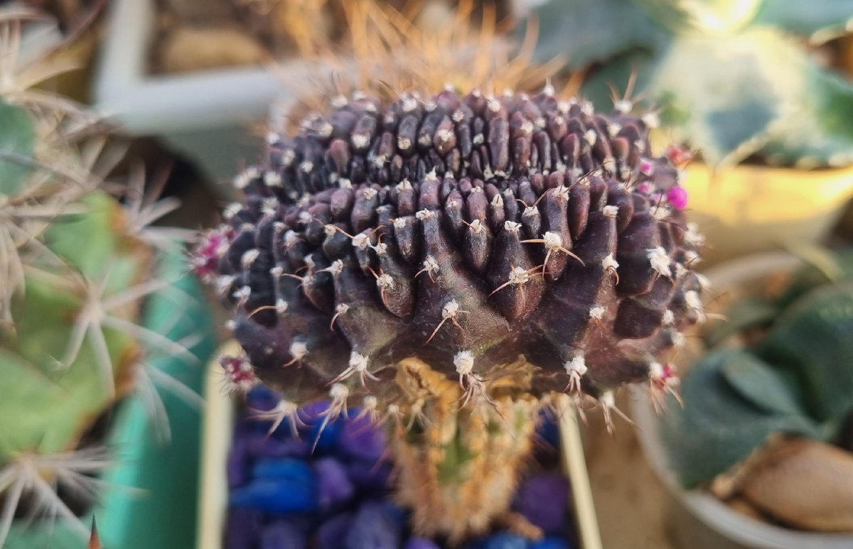 Привита кристатная детка бесхлорофильного гимнокалициума