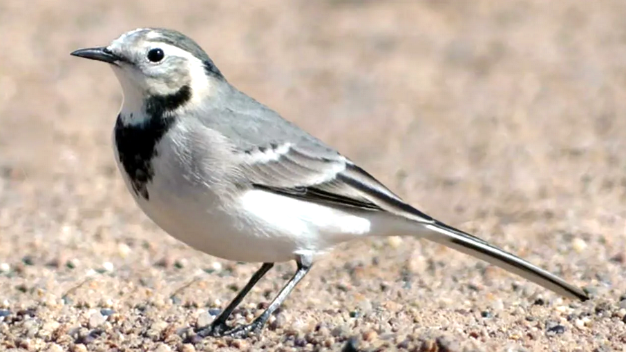 Белая трясогузка