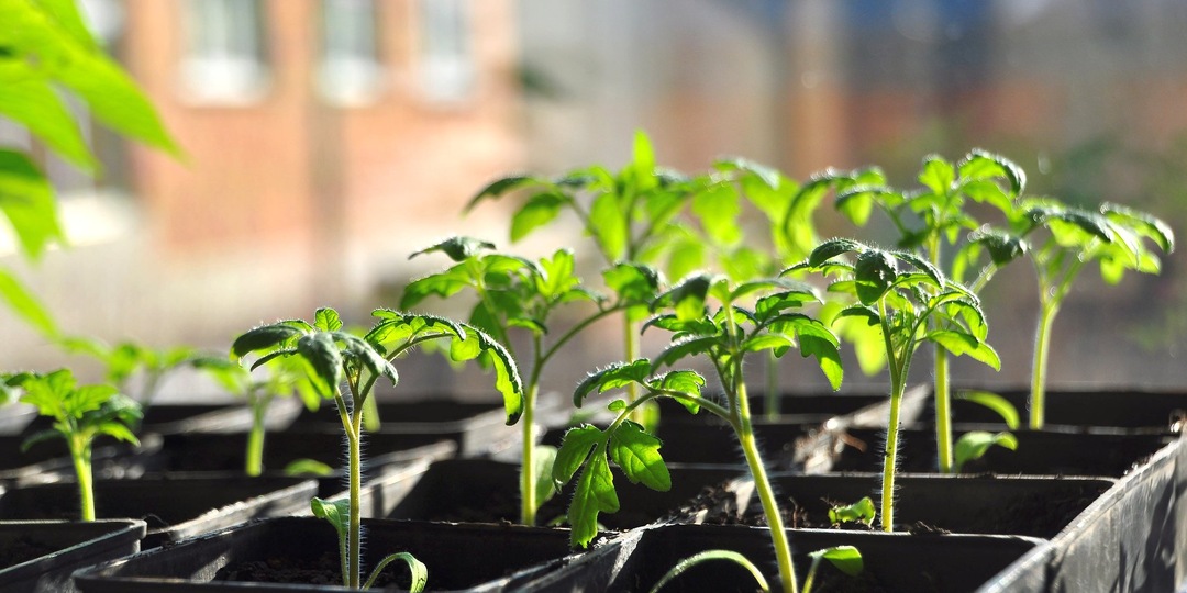 🍅 Добавляю 1 чайную ложку этого на литр воды. Работает 5-й год. Лист рассады томатов стал темно-зеленым и мясистым