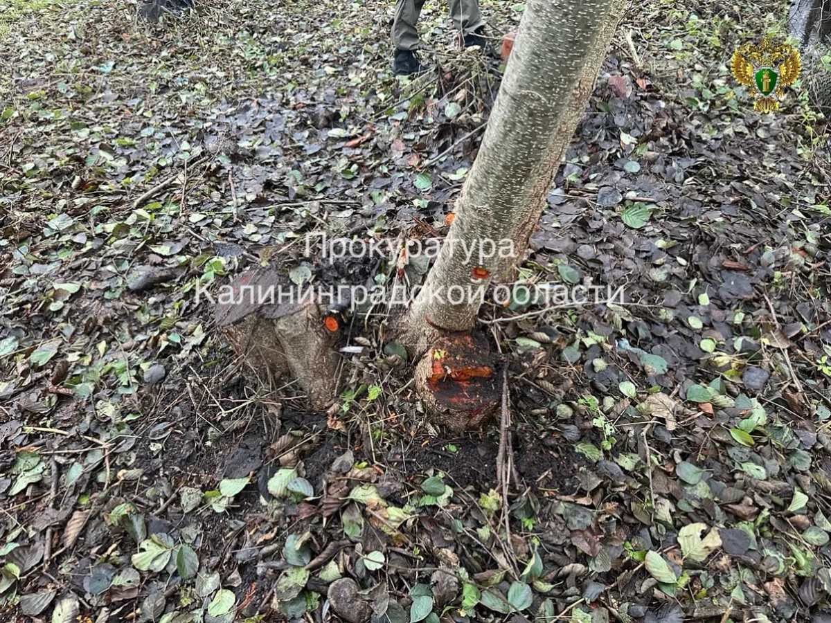 Фото прокуратуры КО