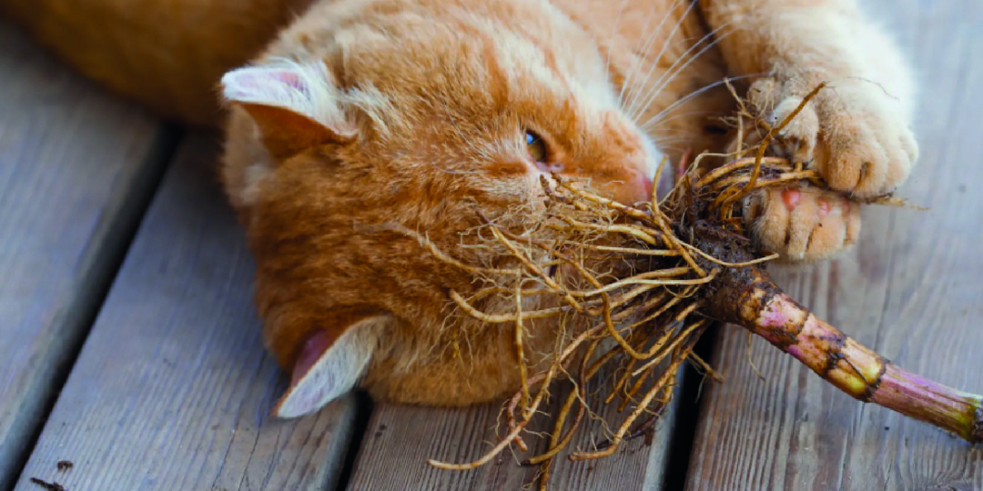 Почему коты любят валерьянку и можно ли им ее давать без вреда? Как на самом деле валериана действует на кошек