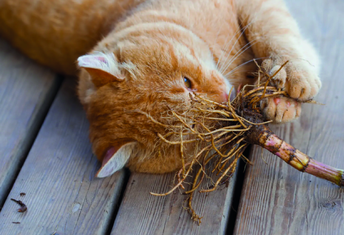 Почему коты любят валерьянку. Фото - 123RF.com.