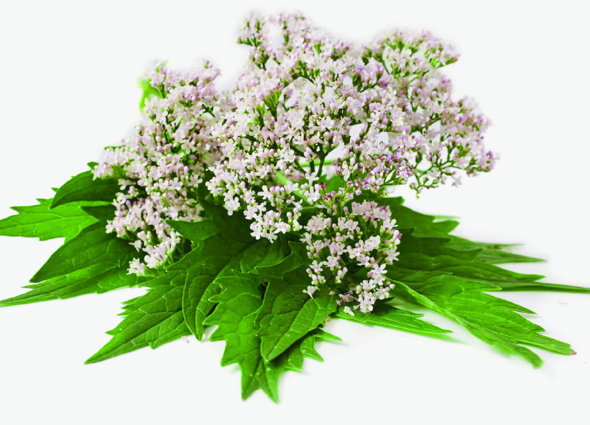 Цветок валерианы. Фото - stock.adobe.com.