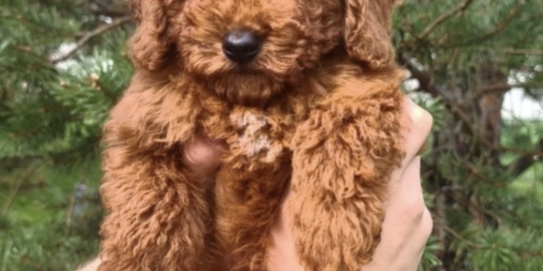 Как мы приняли решение завести второго пуделя.