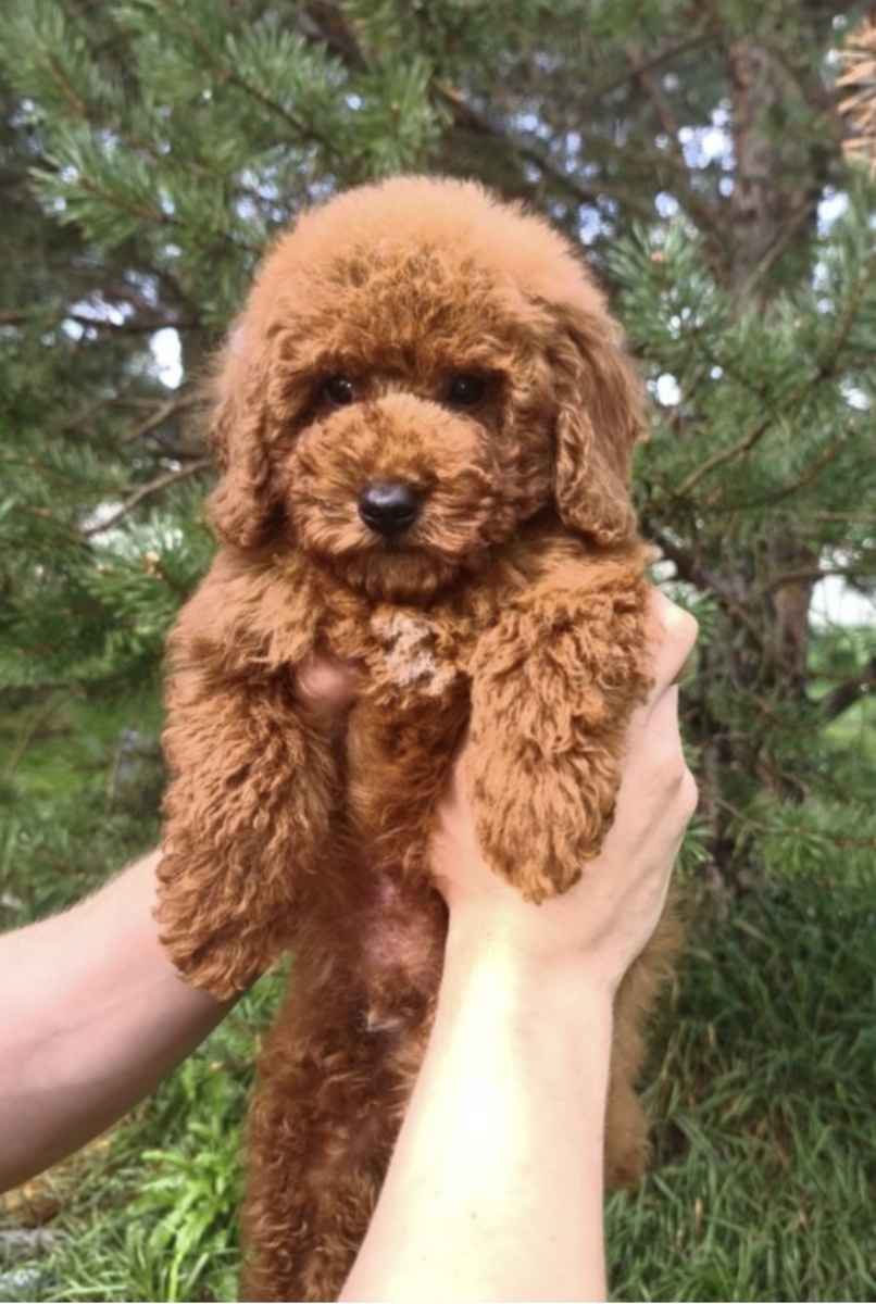 Фото Ричика от заводчика