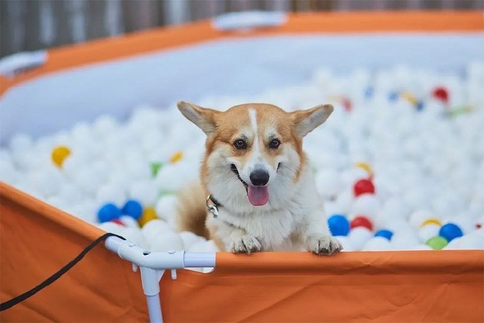    В Самаре пройдет двенадцатая Всероссийская выставка товаров и услуг для домашних животных «Уши. Лапы. Хвост». Фото: Сообщество ВК «Уши. Лапы. Хвост»
