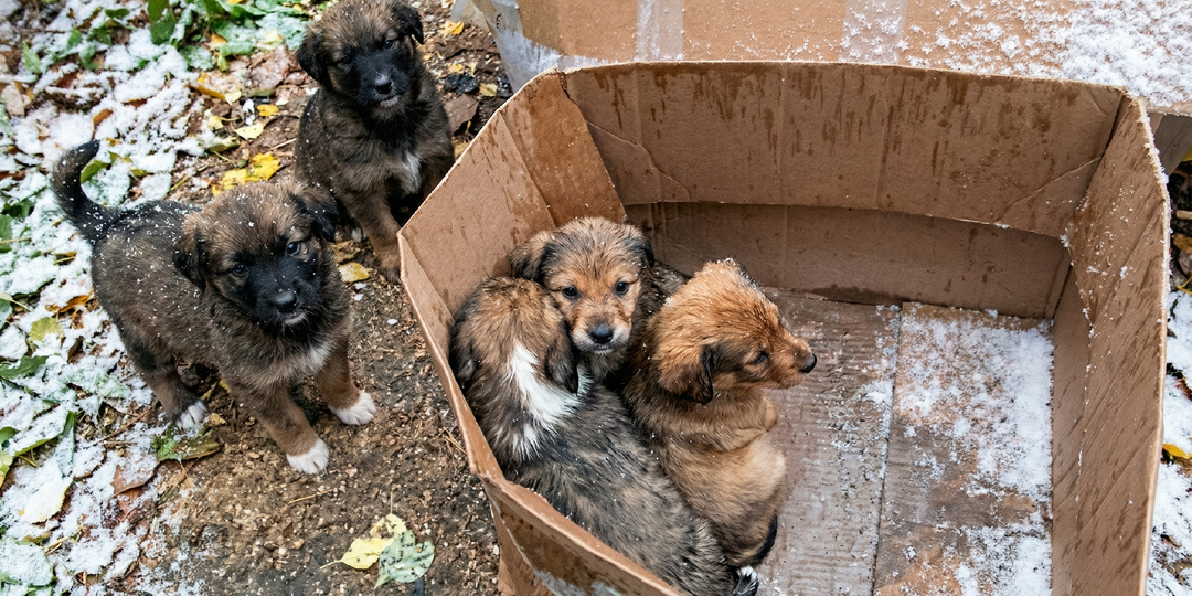Убирай своих собак, куда хочешь: девушка приютила бездомных животных, но сельчане были против