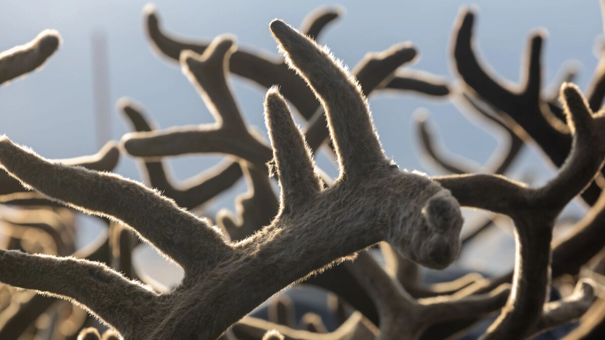    Фото: Александр Чирва / «Ямал-Медиа»