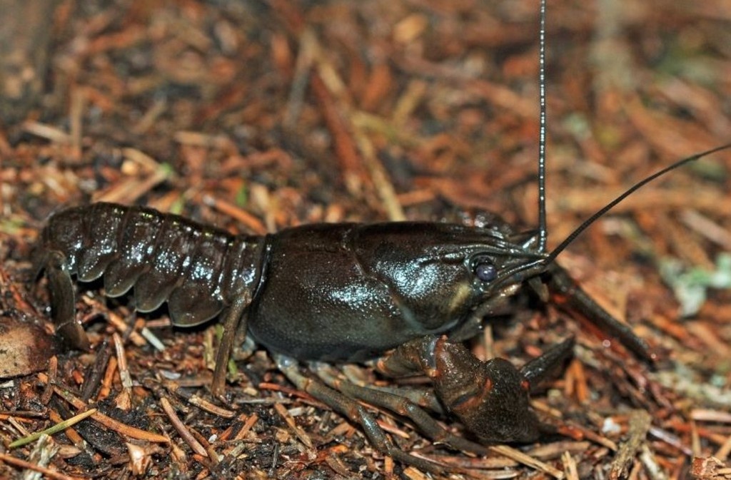 Речной рак (Astacus astacus)