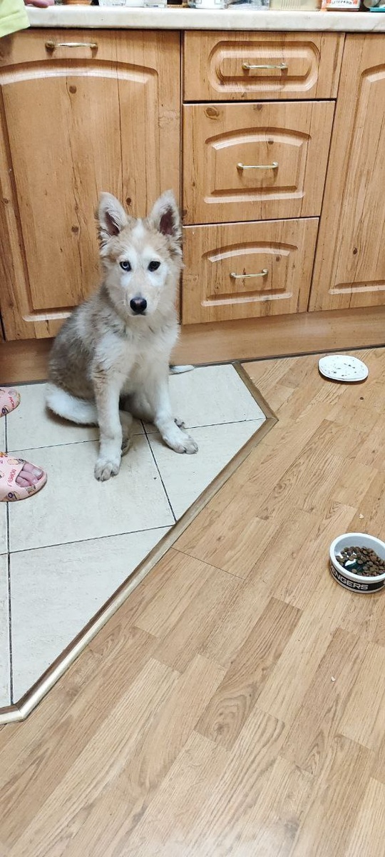 Я чё - хаски???