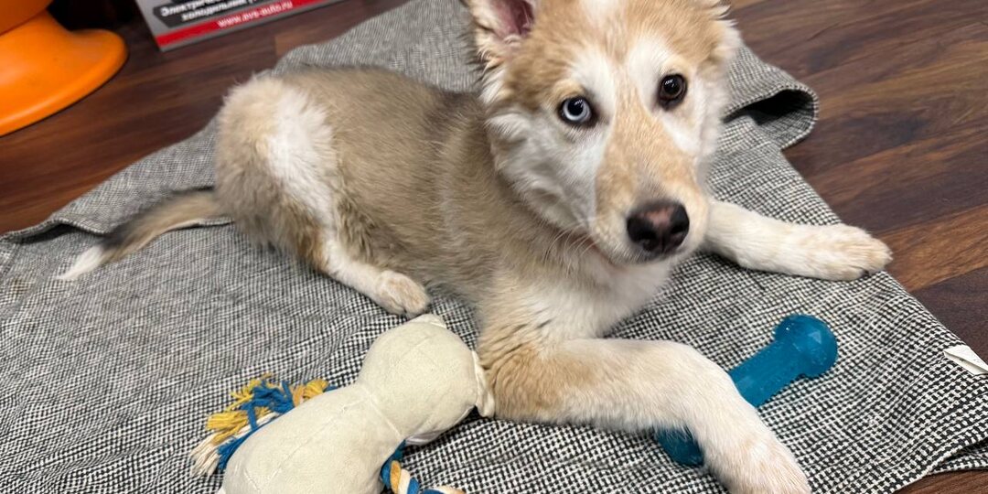 Вы когда-нибудь видели щенка окраса топленого молока, смешанного с кефиром?