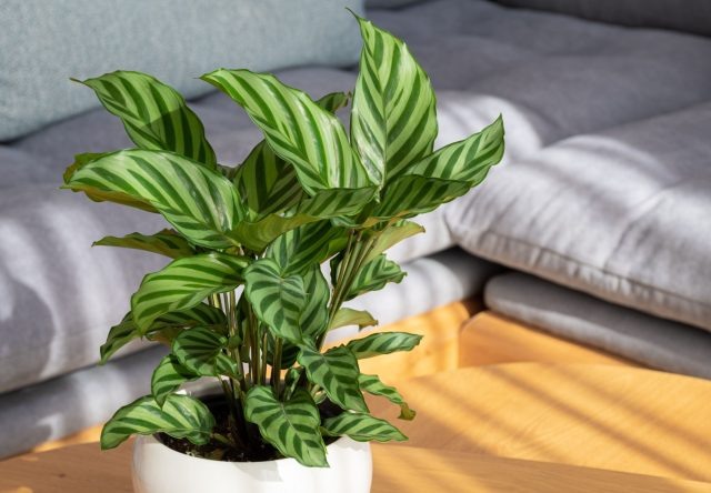 Калатея впечатляет узором листьев, но в квартире быстро теряет вид. Сухой воздух, жёсткая вода и малейшие перепады температуры приводят к подсыханию краёв, скручиванию и пятнам, даже при аккуратном уходе.  📷
