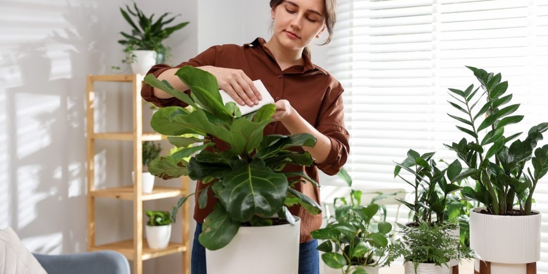 Комнатные растения, которые я вам не советую и чем их заменить