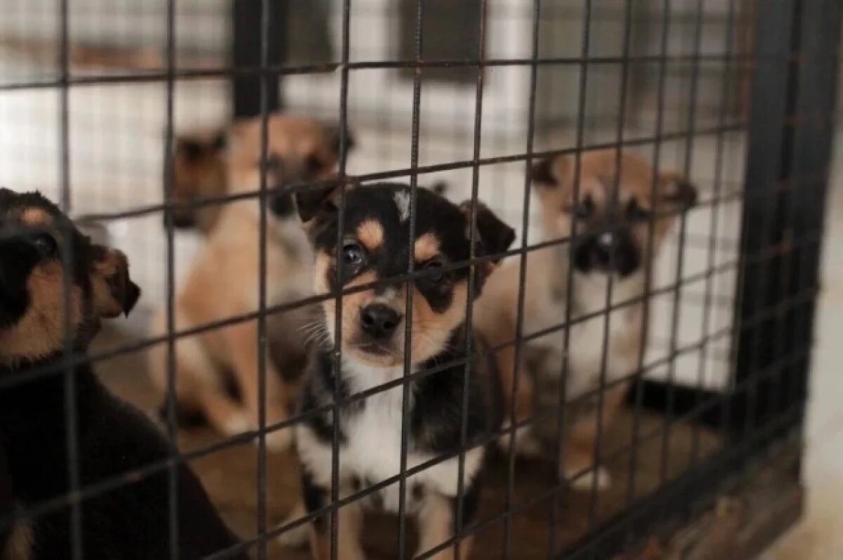    Брянский приют для животных передал в добрые руки 553 собак