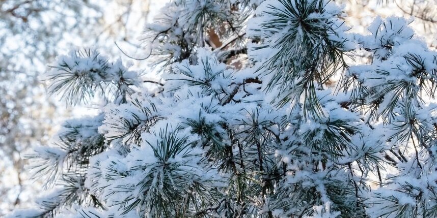    Алёна Бобрович